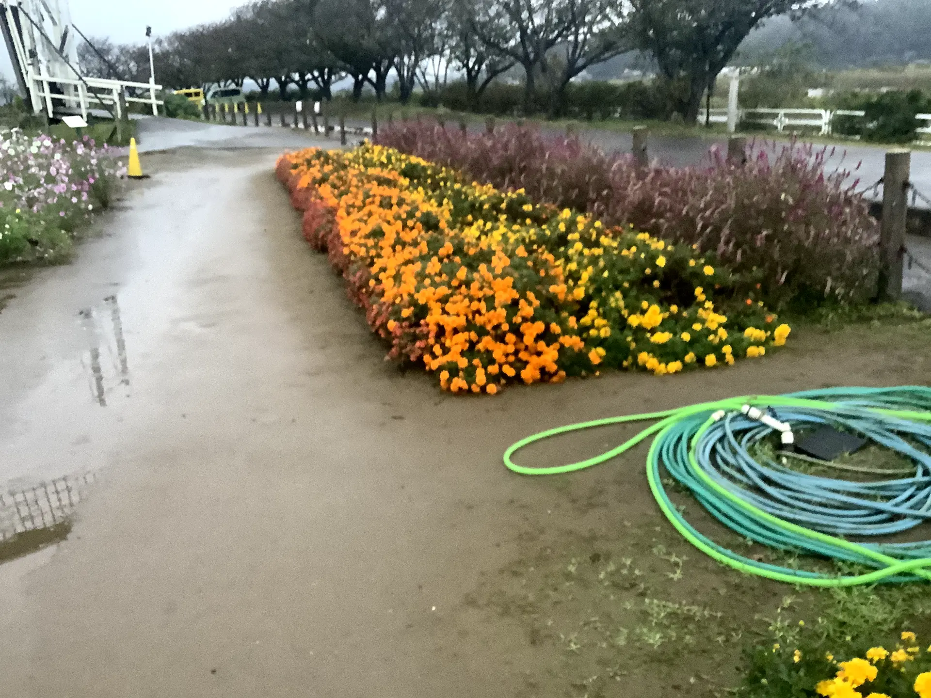 Original photograph of a flowerbed beside a wet path, with coiled hoses in the foreground.
